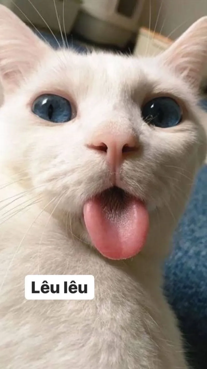 Bộ sưu tập avatar vô tri mèo meme hot nhất mạng xã hội
