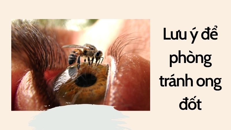 Lưu ý để phòng tránh ong đốt