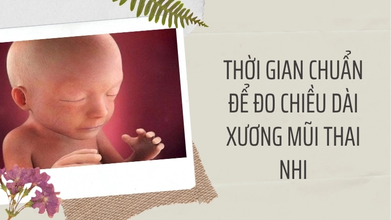 Thời gian chuẩn để đo chiều dài xương mũi thai nhi