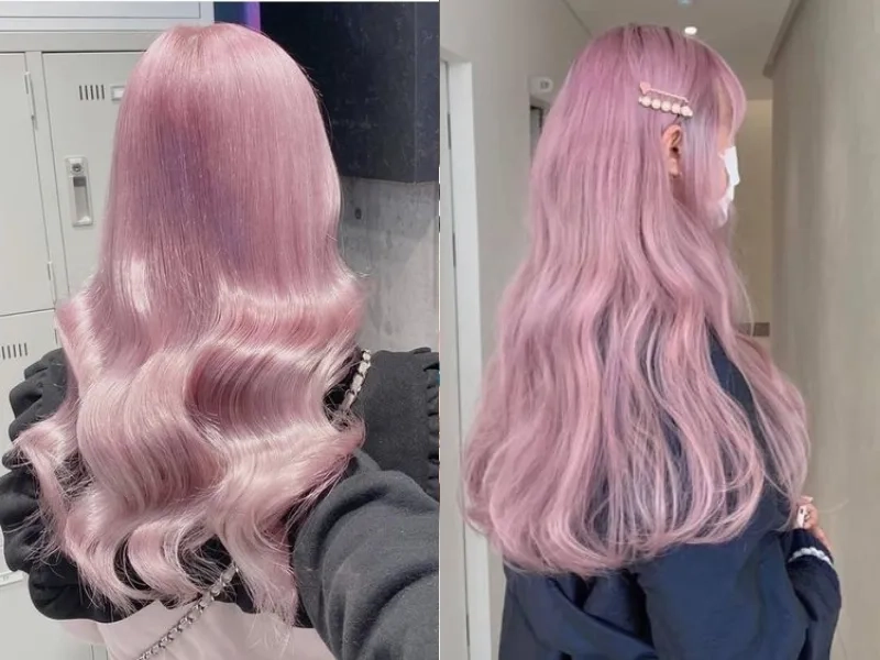 Hồng tím khói mang đến vẻ đẹp huyền bí