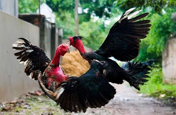 Khám phá sân chơi đá gà Thomo cực chất tại 8DAY