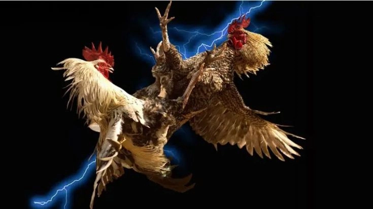 Mẹo chơi đá gà Thomo dễ thắng tại 8DAY