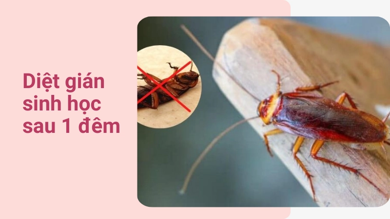 Thuốc diệt gián sinh học hiệu quả chỉ sau 1 đêm